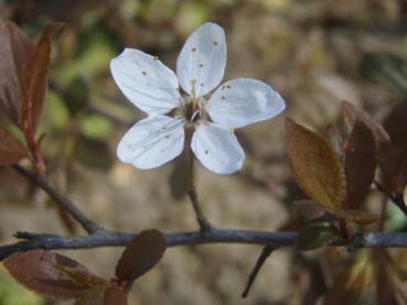 Die weiße Blüte der Purpur-Schlehe