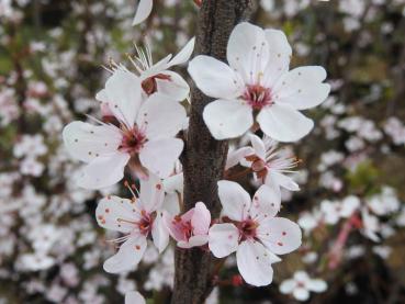 Zartrosa Blüten der Purpurschlehe