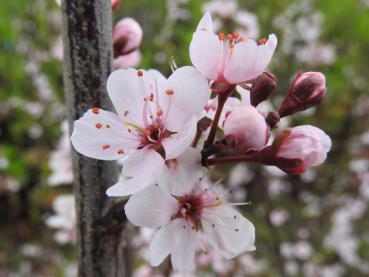 Purpurschlehe: Aus den zartrosa Blüten bilden sich die bekannten blauen Früchte.