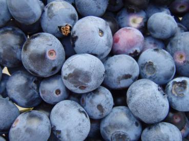 Kulturheidelbeere Chandler - Vaccinium corymbosum Chandler