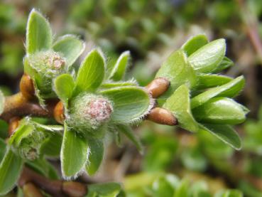 Kaschmir-Weide - Salix cashmiriana