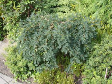 Caragana arborescens Pendula - Hängender Erbsenstrauch