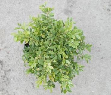 Buxus sempervirens Herrenhausen - Buchsbaum Herrenhausen