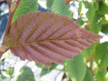 Carpinus betulus Purpurea - Purpur-Buche