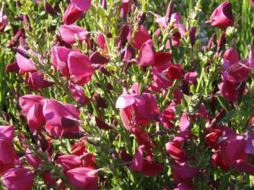 Edelginster Boskoop Ruby - Cytisus scoparius Boskoop Ruby