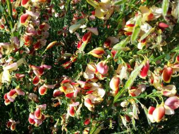 Edelginster Dorothy Walpole - Cytisus scoparius Dorothy Walpole