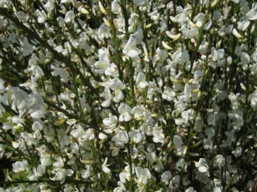 Edelginster White Lion - Cytisus praecox White Lion