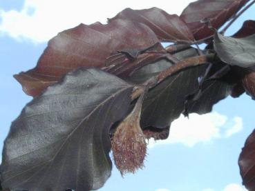 Trauerblutbuche - Fagus sylvatica Purpurea Pendula