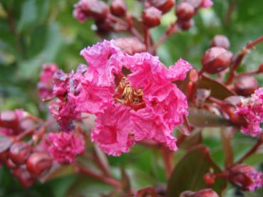 Lagerstroemia indica Pink Velour