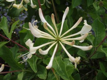 Lonicera periclymenum Graham Thomas - Geißschlinge Graham Thomas, Waldgeißblatt