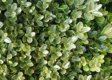 Buxus sempervirens Suffruticosa