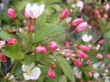 Malus Bob White - Zierapfel Bob White