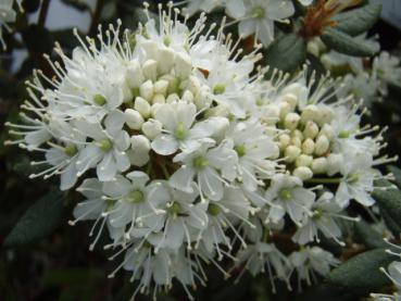 Ledum groenlandicum Helma Blüte