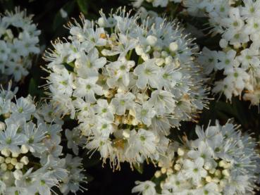 Die weiße Blüte von Ledum groenlandicum Helma im Mai/Juni