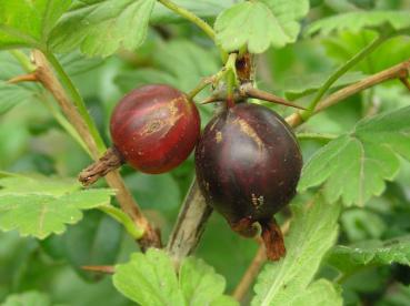 Worcesterbeere mit süße, schwarzen Beeren