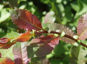 Salix hegetschweileri