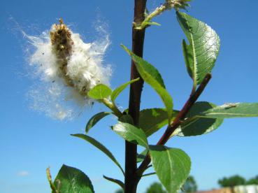 Samenstände von Salix hegetschweileri