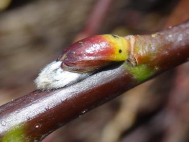 Die Knospe von Salix hegetschweileri