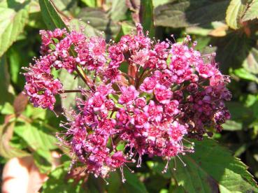 Sommerspiere Zigeunerblut - Spiraea japonica Zigeunerblut