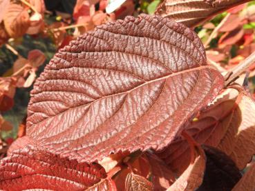 Japanischer Schneeball St. Keverne - Viburnum plicatum St. Keverne