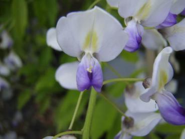 Blauregen Issai - Wisteria formosa Issai