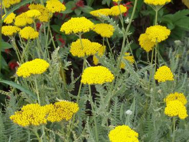 .Achillea filipendulina Coronation Gold - Schafgarbe Coronation Gold