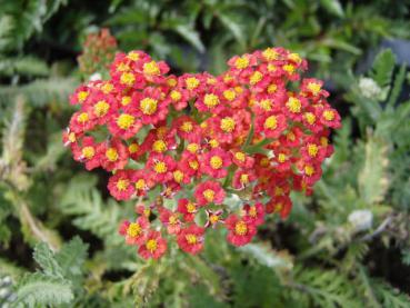 .Achillea filipend. Walter Funcke - Schafgarbe Walter Funke