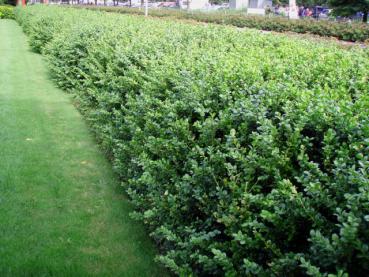 Geschnittene Hecke von Buxus sempervirens Rotundifolia