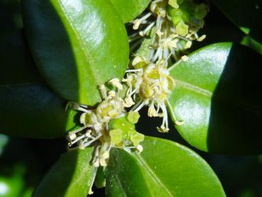 Großblättrigen Buchsbaum,Buxus sempervirens Rotundifolia mit Blüte