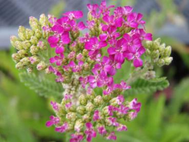 .Achillea millefolium Cerise Queen