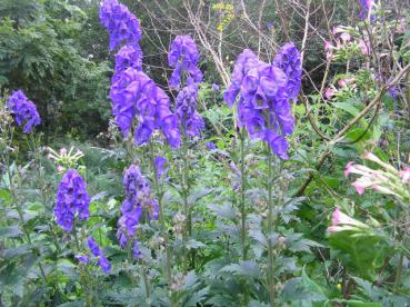 .Aconitum napellus - Eisenhut, Berg-Eisenhut, Einheimischer Eisenhut