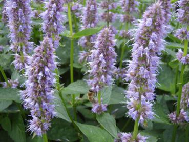 .Agastache rugosa Blue Fortune