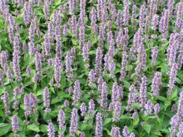 In voller Blüte: Agastache rugosa Blue Fortune