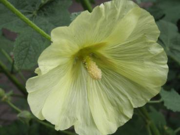 .Alcea rosea Pleniflora, gelb - Malve, gelb, gefüllt