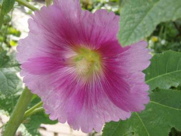 .Alcea rosea Pleniflora, rosa - Malve, rosa, gefüllt