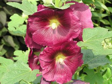 .Alcea rosea Pleniflora, rot - Malve, rot, gefüllt