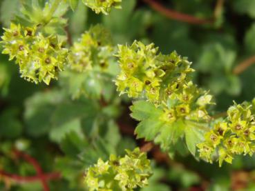 .Alchemilla erythropoda - Frauenmantel, Zwergiger Frauenmantel