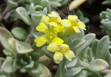 .Alyssum montanum Berggold - Steinkraut, Berg-Steinkraut