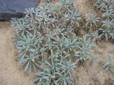 .Aurinia saxatile Compactum - Steinkraut, Felsen-Steinkraut