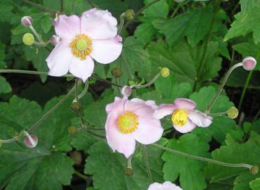 .Anemone hupehensis Septembercharme - Anemone, Herbst-Anemone