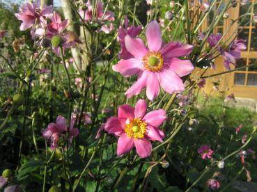 .Anemone japonica Prinz Heinrich - Anemone, Herbst-Anemone Prinz Heinrich