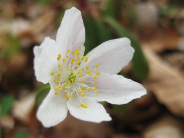 .Anemone nemorosa - Buschwindröschen