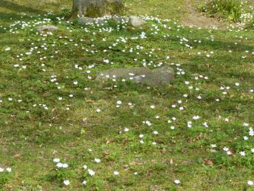 Das Buschwindröschen bildet weiße Blütenteppiche.