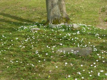 Das Buschwindröschen blüht im März/April, bevor die Blätter der Bäume erscheinen.