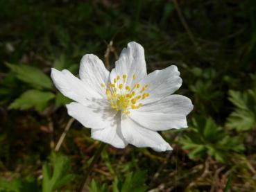 Nahaufnahme der Buschwindröschen-Blüte