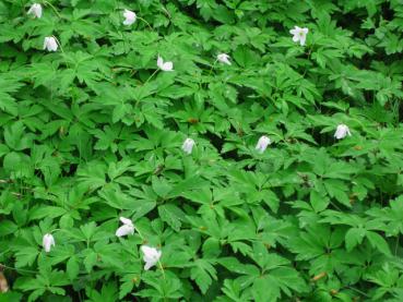 Anemone nemorosa als Frühlings-Bodendecker