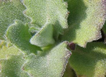 .Arabis caucasica Schneehaube - Gänsekresse, Kaukasus-Gänsekresse