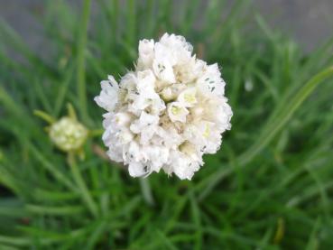 .Armeria maritima Alba - Grasnelke, Strandnelke