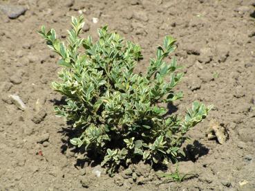 Buxus sempervirens Variegata