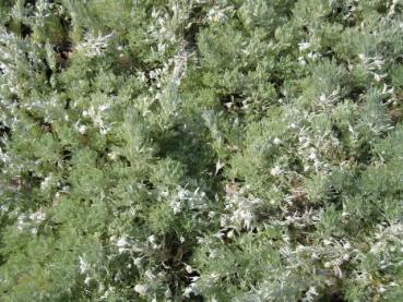 .Artemisia schmidtiana Nana - Silberraute, Zwerg-Silberraute